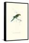 Undulated Parakeet - Nelopsittacus Undulatus-Edward Lear-Framed Stretched Canvas