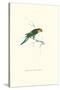 Undulated Parakeet - Nelopsittacus Undulatus-Edward Lear-Stretched Canvas