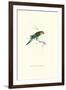 Undulated Parakeet - Nelopsittacus Undulatus-Edward Lear-Framed Art Print