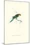 Undulated Parakeet - Nelopsittacus Undulatus-Edward Lear-Mounted Art Print