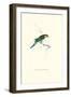 Undulated Parakeet - Nelopsittacus Undulatus-Edward Lear-Framed Art Print