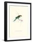 Undulated Parakeet - Nelopsittacus Undulatus-Edward Lear-Framed Art Print