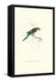 Undulated Parakeet - Nelopsittacus Undulatus-Edward Lear-Framed Stretched Canvas