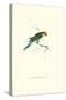 Undulated Parakeet - Nelopsittacus Undulatus-Edward Lear-Stretched Canvas