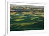 Undulating wheat crop, Palouse region, Washington State.-Adam Jones-Framed Premium Photographic Print