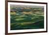 Undulating wheat crop, Palouse region, Washington State.-Adam Jones-Framed Premium Photographic Print