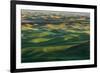 Undulating wheat crop, Palouse region, Washington State.-Adam Jones-Framed Premium Photographic Print