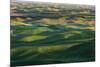 Undulating wheat crop, Palouse region, Washington State.-Adam Jones-Mounted Premium Photographic Print