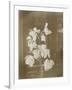 Une branche de fleur d'orchidées ; fond intérieur maison (fonds Gallé)-null-Framed Giclee Print
