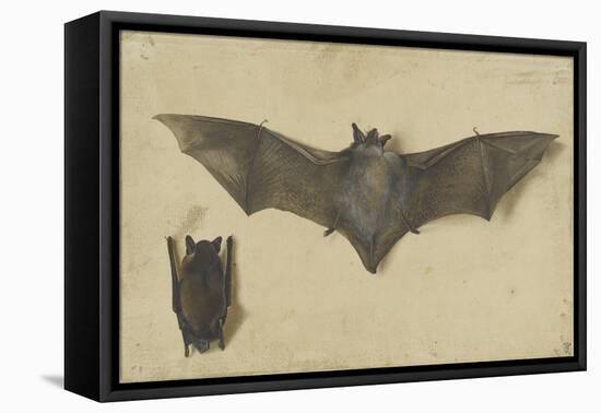 Une chauve-souris les ailes déployées, une autre les ailes repliées-Albrecht Dürer-Framed Stretched Canvas