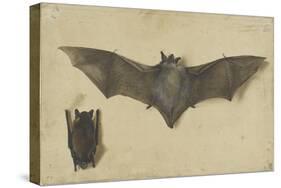 Une chauve-souris les ailes déployées, une autre les ailes repliées-Albrecht Dürer-Stretched Canvas