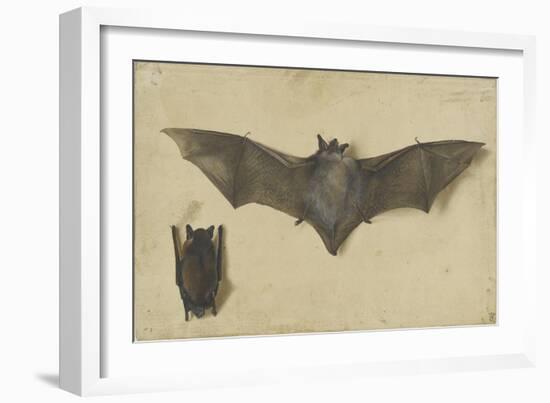 Une chauve-souris les ailes déployées, une autre les ailes repliées-Albrecht Dürer-Framed Giclee Print