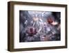 Une Fleur, une Histoire-Fabien BRAVIN-Framed Photographic Print