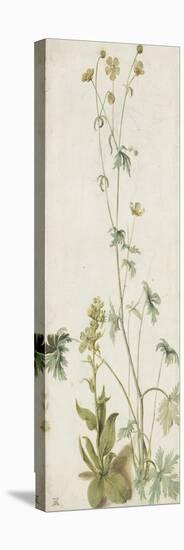 Une fleur-Albrecht Dürer-Stretched Canvas