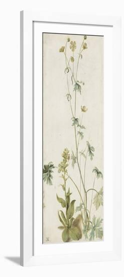 Une fleur-Albrecht Dürer-Framed Premium Giclee Print