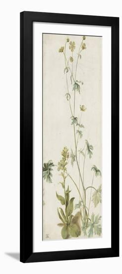 Une fleur-Albrecht Dürer-Framed Premium Giclee Print