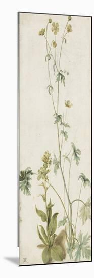 Une fleur-Albrecht Dürer-Mounted Premium Giclee Print