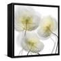 Unfocused Light 1-Albert Koetsier-Framed Stretched Canvas