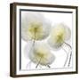 Unfocused Light 1-Albert Koetsier-Framed Photographic Print