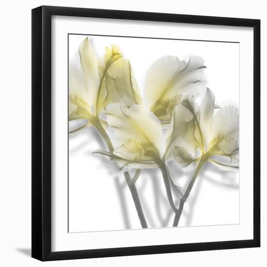 Unfocused Light 2-Albert Koetsier-Framed Photographic Print