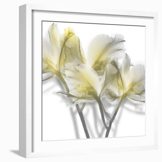 Unfocused Light 2-Albert Koetsier-Framed Photographic Print