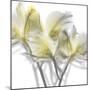 Unfocused Light 2-Albert Koetsier-Mounted Photographic Print