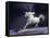 Unicorn 56-Bob Langrish-Framed Stretched Canvas