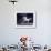 Unicorn 56-Bob Langrish-Framed Photographic Print displayed on a wall