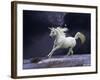 Unicorn 56-Bob Langrish-Framed Photographic Print