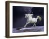 Unicorn 56-Bob Langrish-Framed Photographic Print