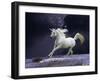 Unicorn 56-Bob Langrish-Framed Photographic Print