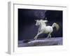 Unicorn 56-Bob Langrish-Framed Photographic Print