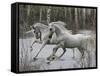 Unicorn 57-Bob Langrish-Framed Stretched Canvas