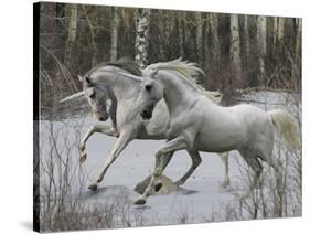 Unicorn 57-Bob Langrish-Stretched Canvas