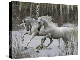 Unicorn 57-Bob Langrish-Stretched Canvas