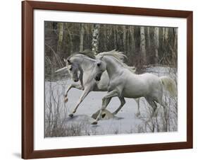 Unicorn 57-Bob Langrish-Framed Photographic Print