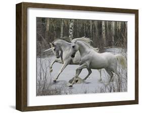 Unicorn 57-Bob Langrish-Framed Photographic Print