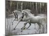 Unicorn 57-Bob Langrish-Mounted Photographic Print