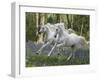 Unicorn 59-Bob Langrish-Framed Premium Photographic Print