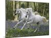 Unicorn 59-Bob Langrish-Mounted Premium Photographic Print