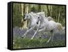 Unicorn 59-Bob Langrish-Framed Stretched Canvas