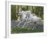 Unicorn 59-Bob Langrish-Framed Photographic Print