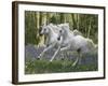 Unicorn 59-Bob Langrish-Framed Photographic Print