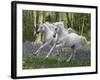 Unicorn 59-Bob Langrish-Framed Photographic Print