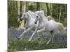 Unicorn 59-Bob Langrish-Mounted Photographic Print
