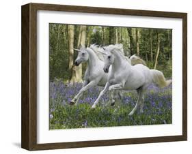 Unicorn 59-Bob Langrish-Framed Photographic Print