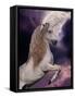 Unicorn 60-Bob Langrish-Framed Stretched Canvas