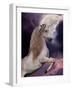 Unicorn 60-Bob Langrish-Framed Photographic Print
