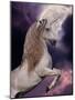 Unicorn 60-Bob Langrish-Mounted Photographic Print