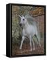 Unicorn 61-Bob Langrish-Framed Stretched Canvas